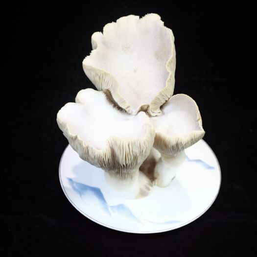 郑州“燕孢菇”鲜菇供应，整棵发货，3斤发货包邮到家！