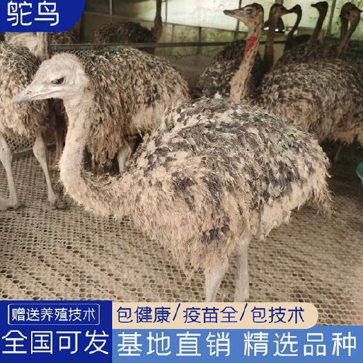 嘉祥县非洲鸵鸟苗鸵鸟幼苗一对鸵鸟幼崽养殖优质脱温鸵鸟厂家直发包活