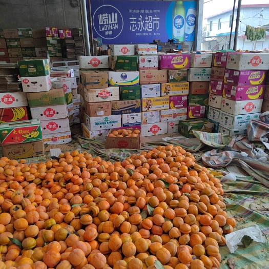 易县狼牙山大盘柿子