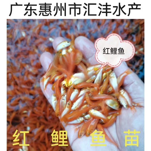 广州红鲤鱼  兴国红鲤，品种优良！ 技术支持 全国发货！