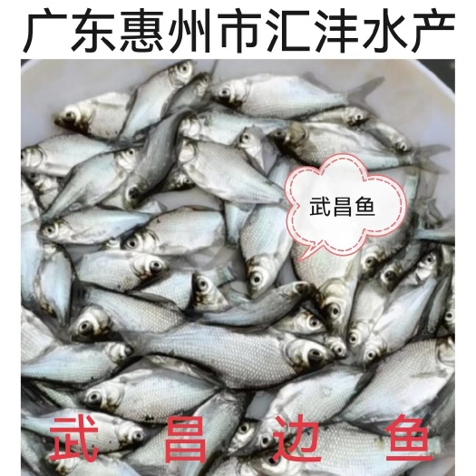 广州武昌鱼，三角边鱼苗，品质优良，量大从优！全国发货！