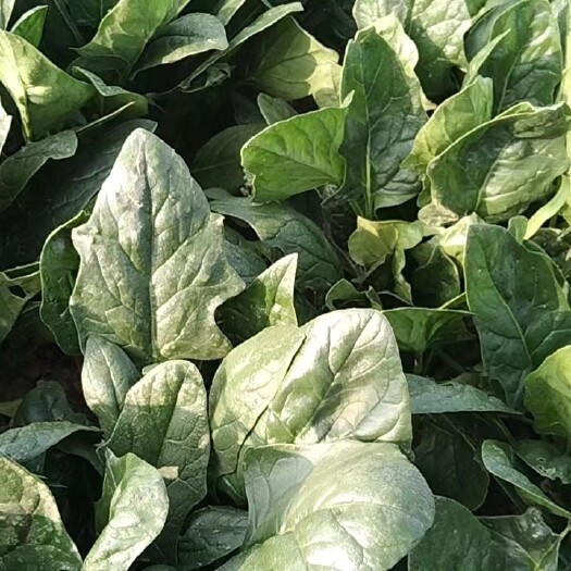 新蔡县精品大叶菠菜，河南菠菜质量好供应全国批发市场