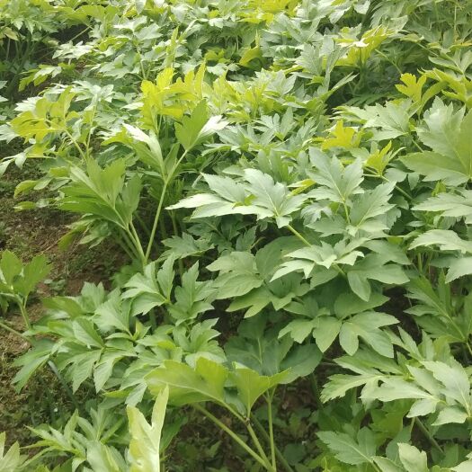 青岛明日叶茶