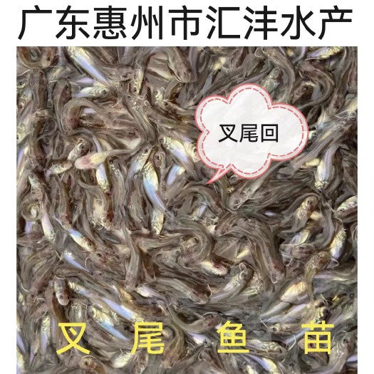 叉尾鮰鱼苗  品种优良，量大从优！技术支持，全国发货！