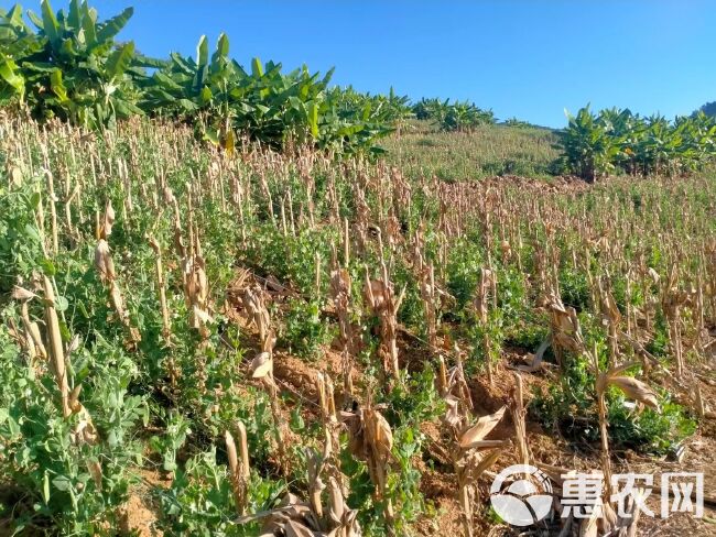 300亩豌豆荚 豌豆，长寿仁豌豆。