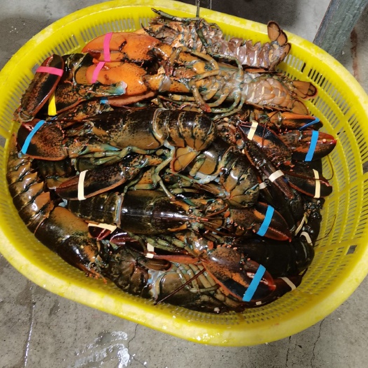 上海生冻波龙
