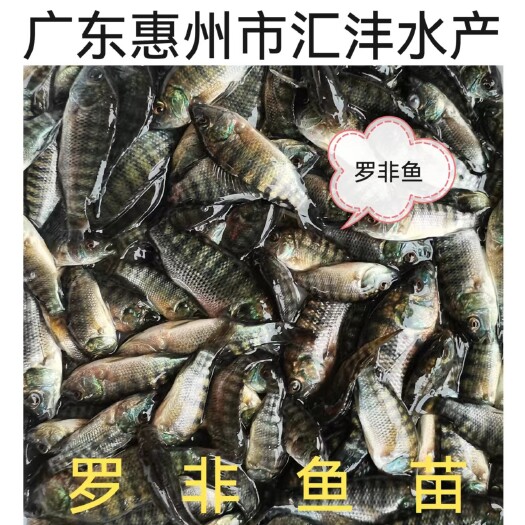 博罗县罗非鱼苗 脆肉罗非鱼 生长速度快，抗病能力强！全国发货！