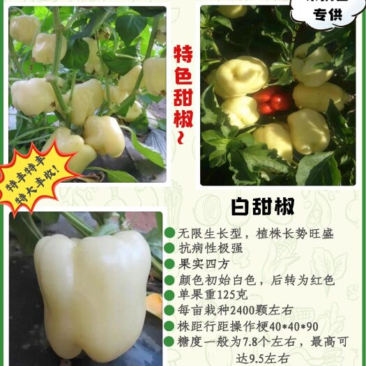 寿光市白色甜椒苗。品种新奇，欢迎试种！苗厂直发。