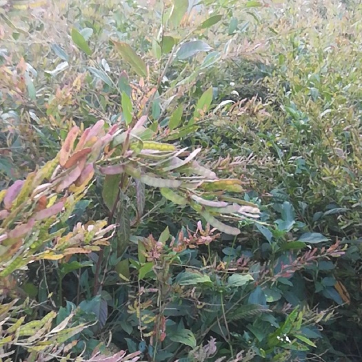 葫芦茶籽