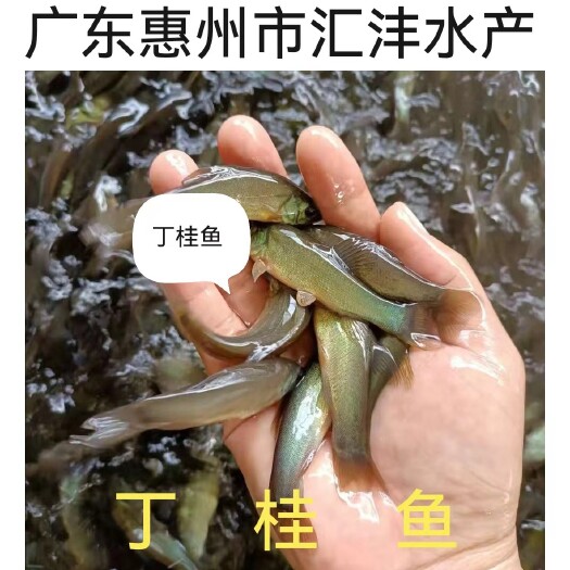 广州丁桂鱼苗，品种优良，量大从优，技术支持！全国发货！