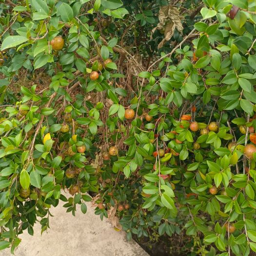 高山油茶