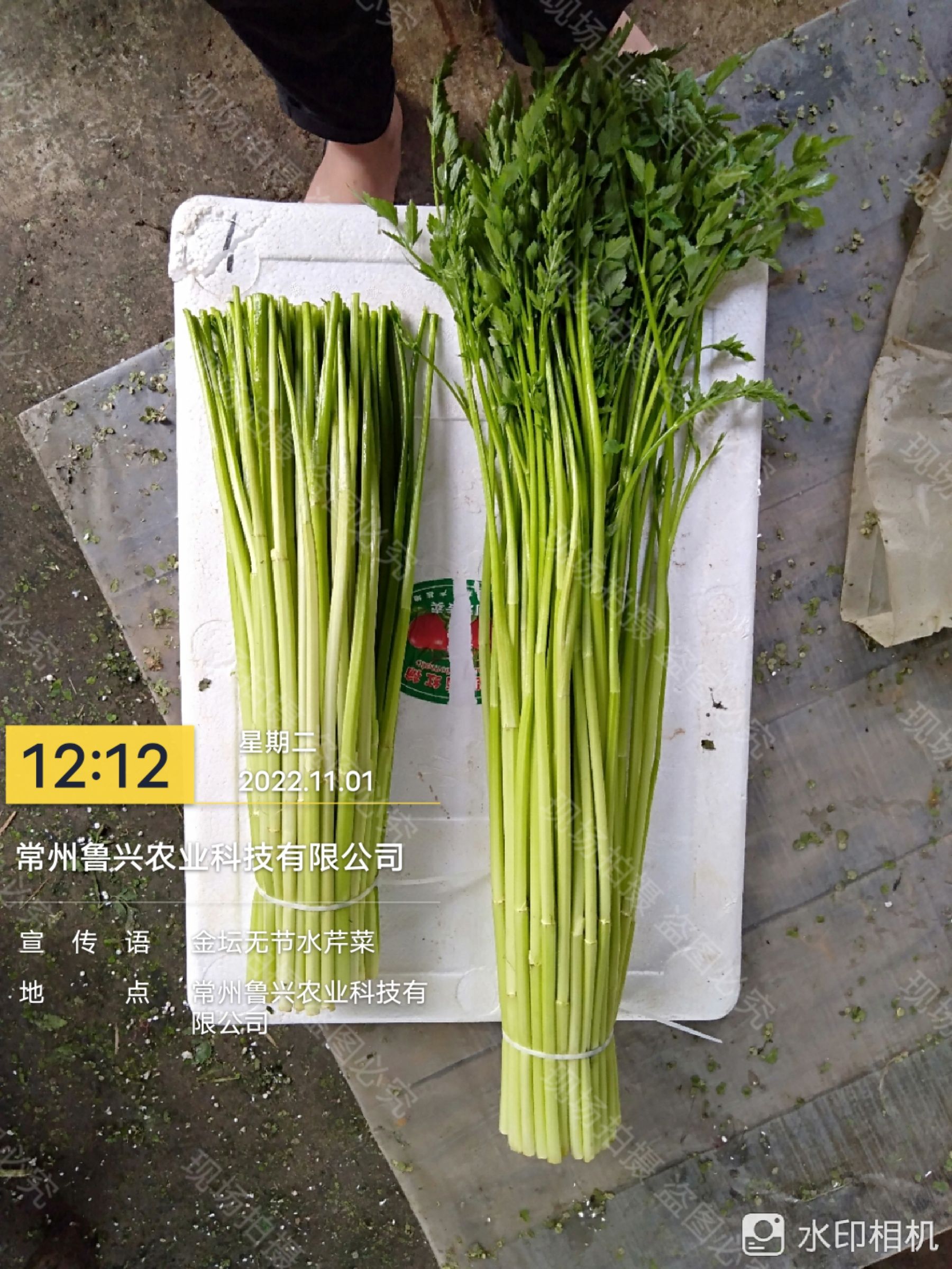 常州金坛无节水芹，青白色水芹菜，产地自产自销