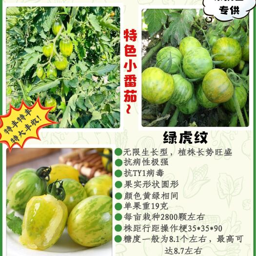 寿光市【绿虎纹圣女果苗】——形状圆形，黄绿相间，口感佳
