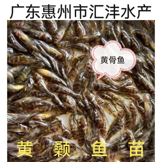 黄颡鱼，杂交黄骨鱼黄辣丁水黄蜂，品质优良！全国发货！