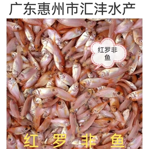 广州优良品种，红罗非 彩虹鲷 技术跟踪，全国发货！！
