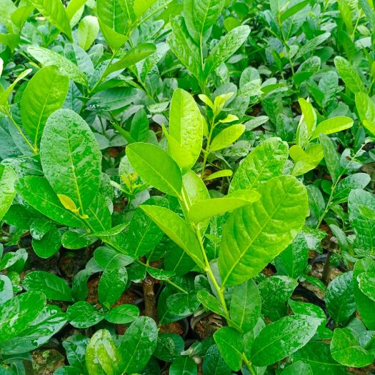 灵山县广东四季香水柠檬树苗浓香无籽无核食用当年结果盆栽地栽