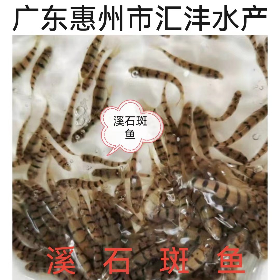 广州淡水石斑 溪石斑鱼 小溪石斑鱼苗，技术支持全国发货！