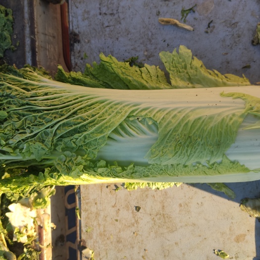 包头精品青麻叶大白菜
