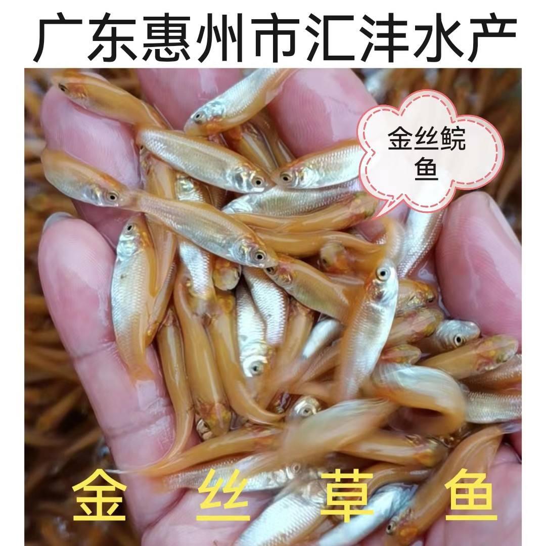 广州俄罗斯金丝鲩鱼苗  ，品种优良，技术跟踪，全国发货！
