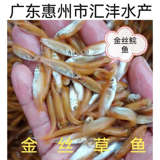 俄罗斯金丝鲩鱼苗  ,品种优良,技术跟踪,全国发货!