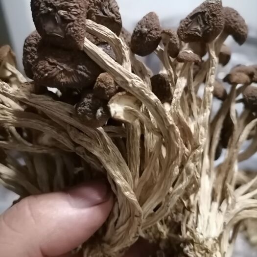 黎川县产地直销茶树菇