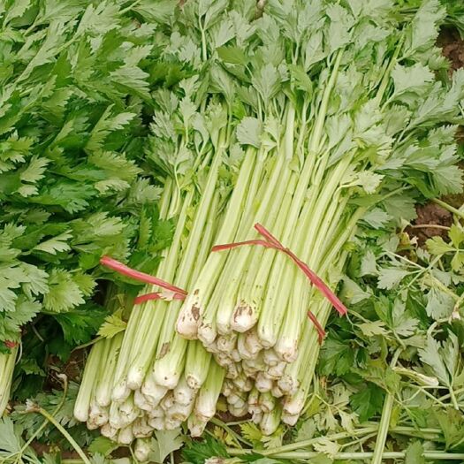 中牟县芹菜