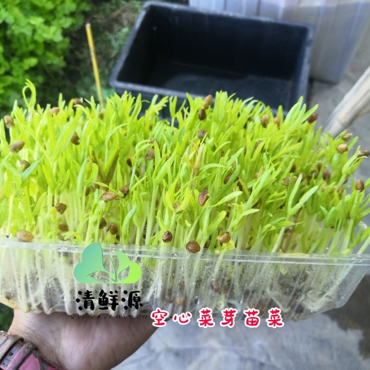 空心菜芽苗菜：品牌：清鲜源