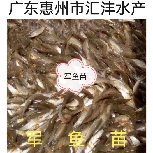 广州光倒刺鲃鱼苗  青竹鲩鱼苗，石坚鱼苗，品种优良！全国发货！