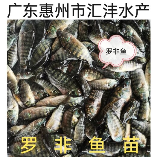 广州罗非鱼苗，脆肉罗非鱼苗生长速度快，产量高，欢迎广大养殖户选购
