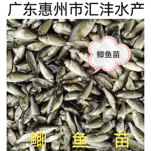广州鲫鱼苗，快大型杂交鲫鱼，技术支持，产量高！全国发货！