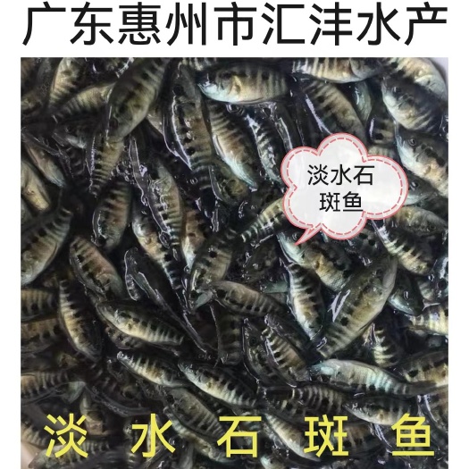 广州淡水石斑鱼苗，品种优质，量大从优，技术支持！全国发货！