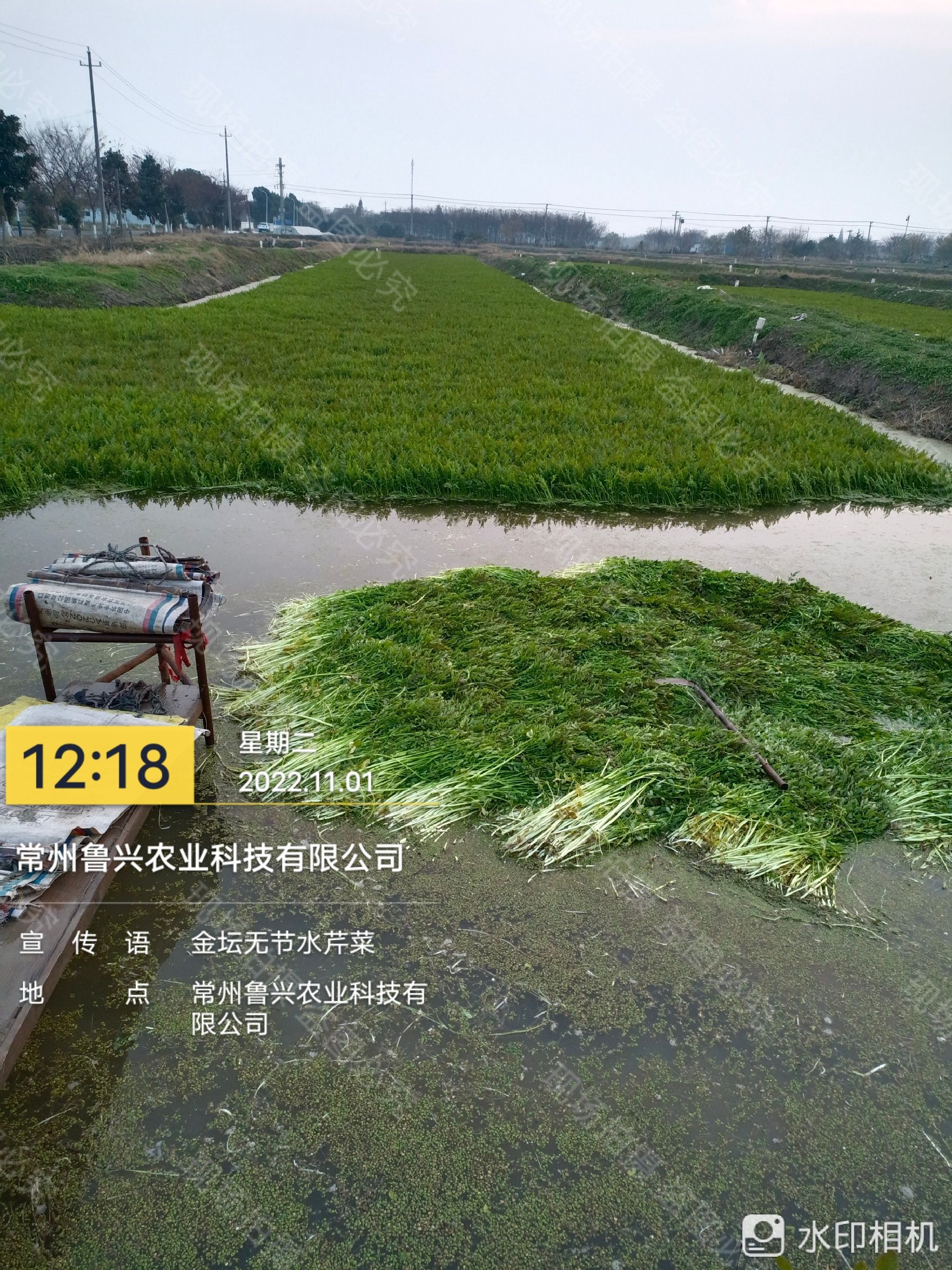 地标产品常州市金坛无节水芹，芹菜自种自销，供商超，大量批发