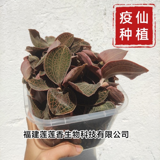 金线莲·来自福建莲莲香生物科技有限公司第一基地
