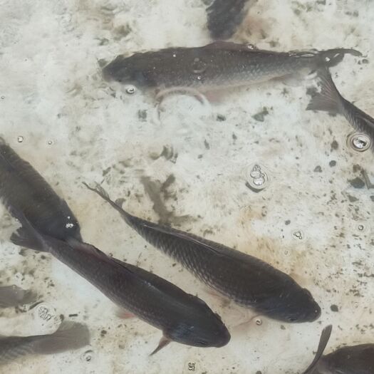 荆州鲫鱼1斤以上