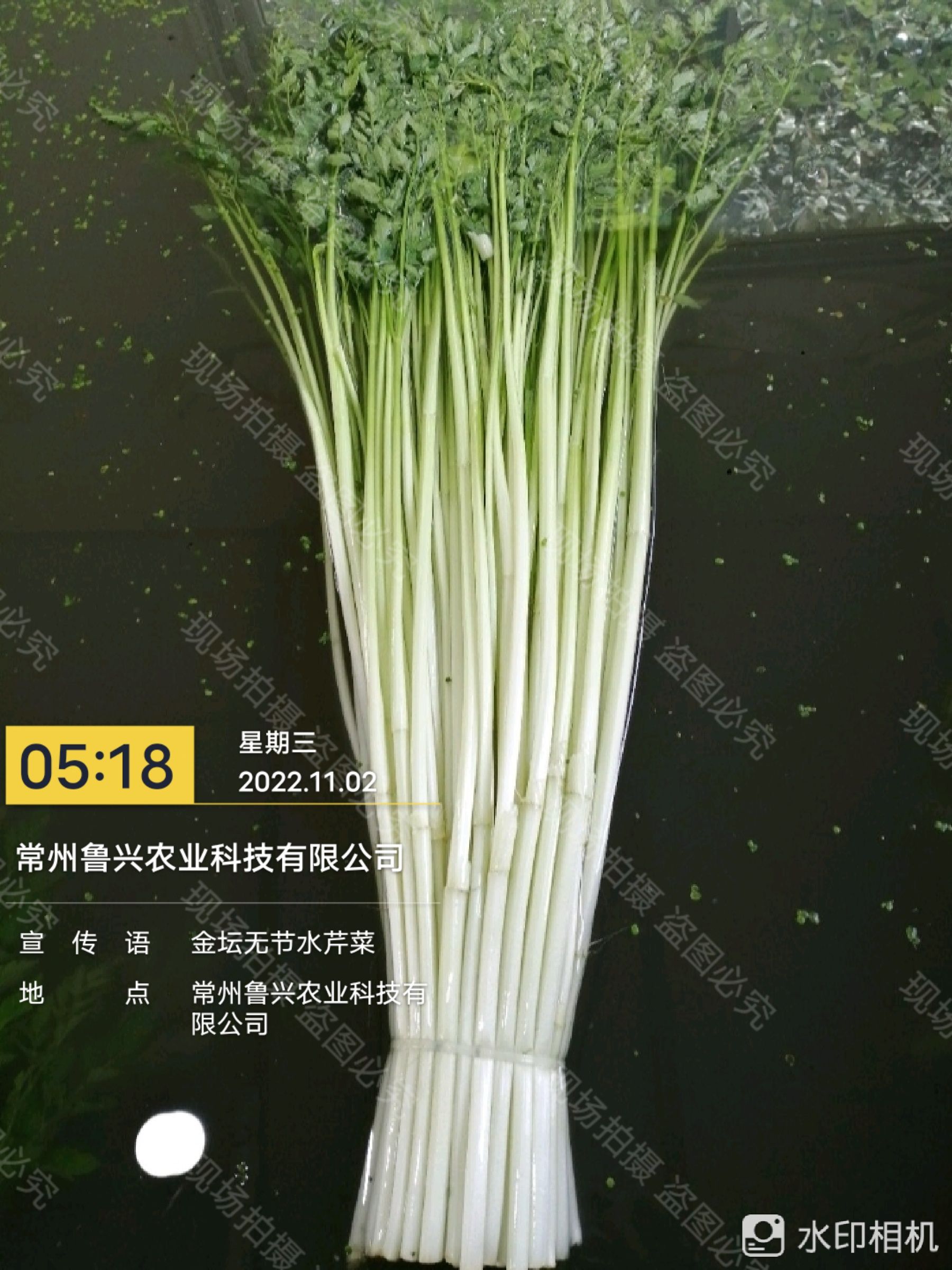 水芹菜，凈菜，金壇無節(jié)水芹，地標品，去跟去葉，凈菜