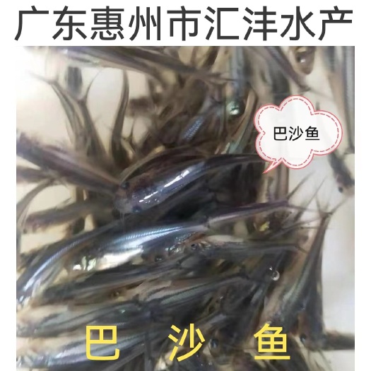 广州巴沙鱼苗，淡水巴沙鱼苗，量大从优，全国发货！