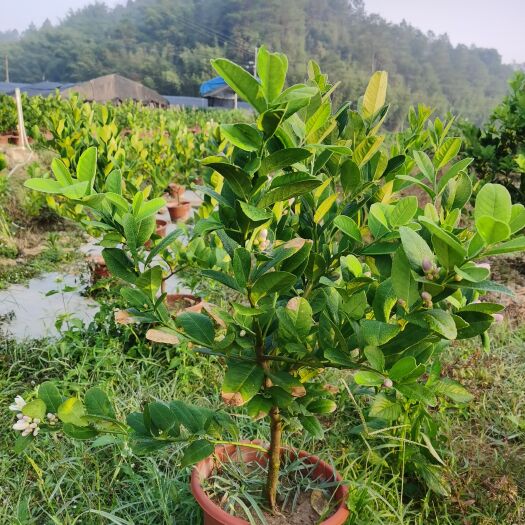 广宁县带花带果广东四季香水柠檬盆苗