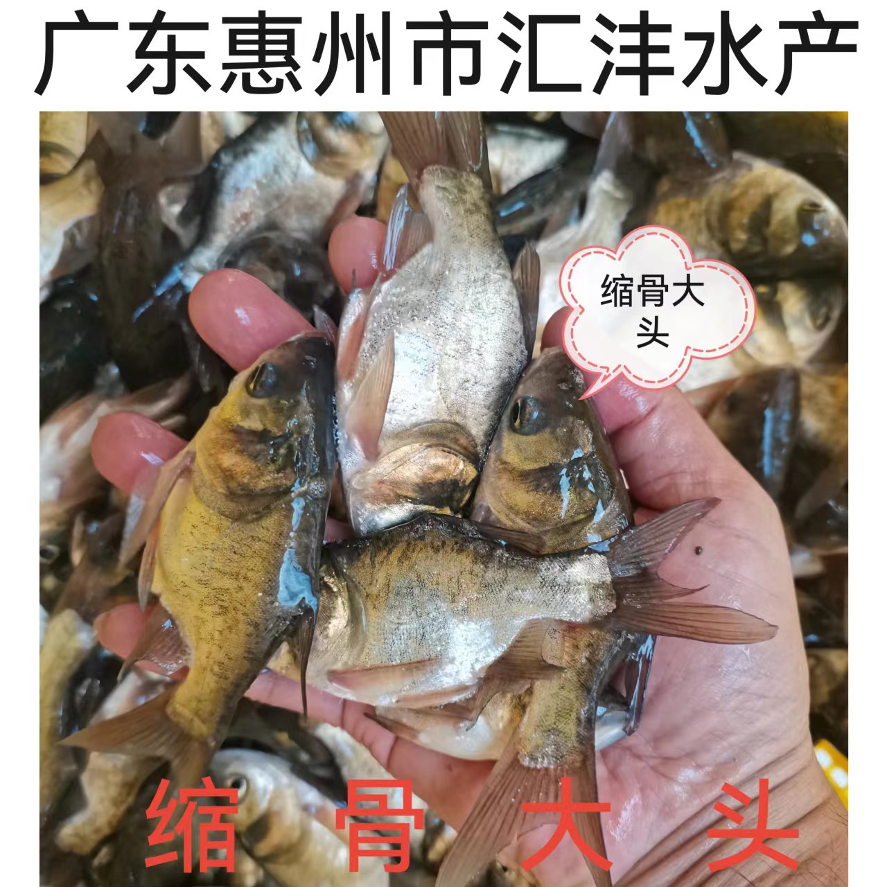 广州缩骨大头鱼苗，品质保证  技术跟踪 ，全国发货！