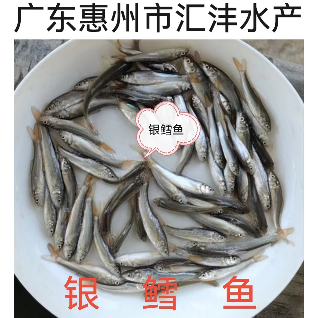 广州银鳕鱼苗，大鳞鲃银鳕鱼苗，品种优良，技术支持！全国发货！