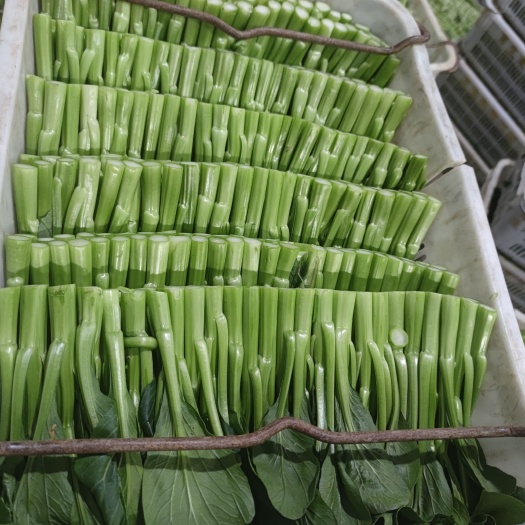 博罗县精品尖叶菜心，基地直供，质量保证，售后无忧