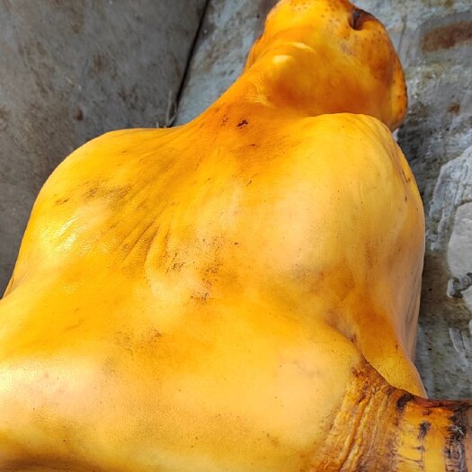 无棣县鲁西育肥黄牛牛头  出肉率高 有带牛舌也有不带的 火烧去毛