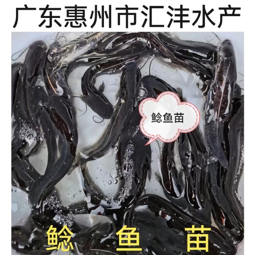 广州大口鲶鱼苗  杂交大口鲶，品质优良，全国发货！！