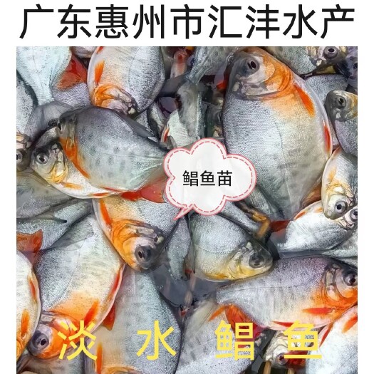 广州白鲳鱼苗，品质优良，技术支持！全国发货！