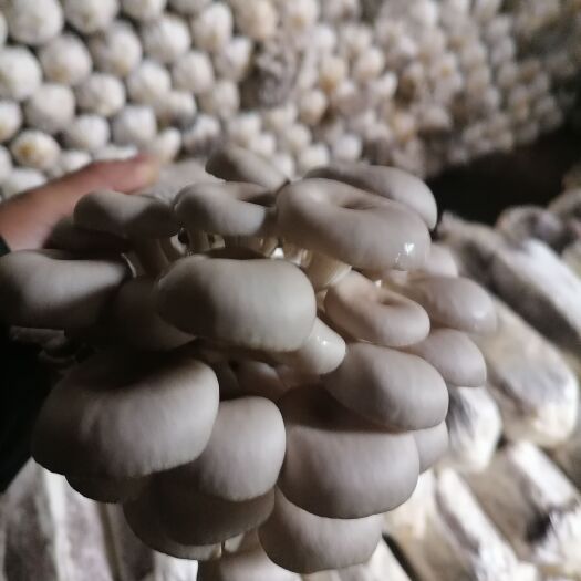 姬菇出菇筒棒，产量多批，基地直发，菇味鲜美