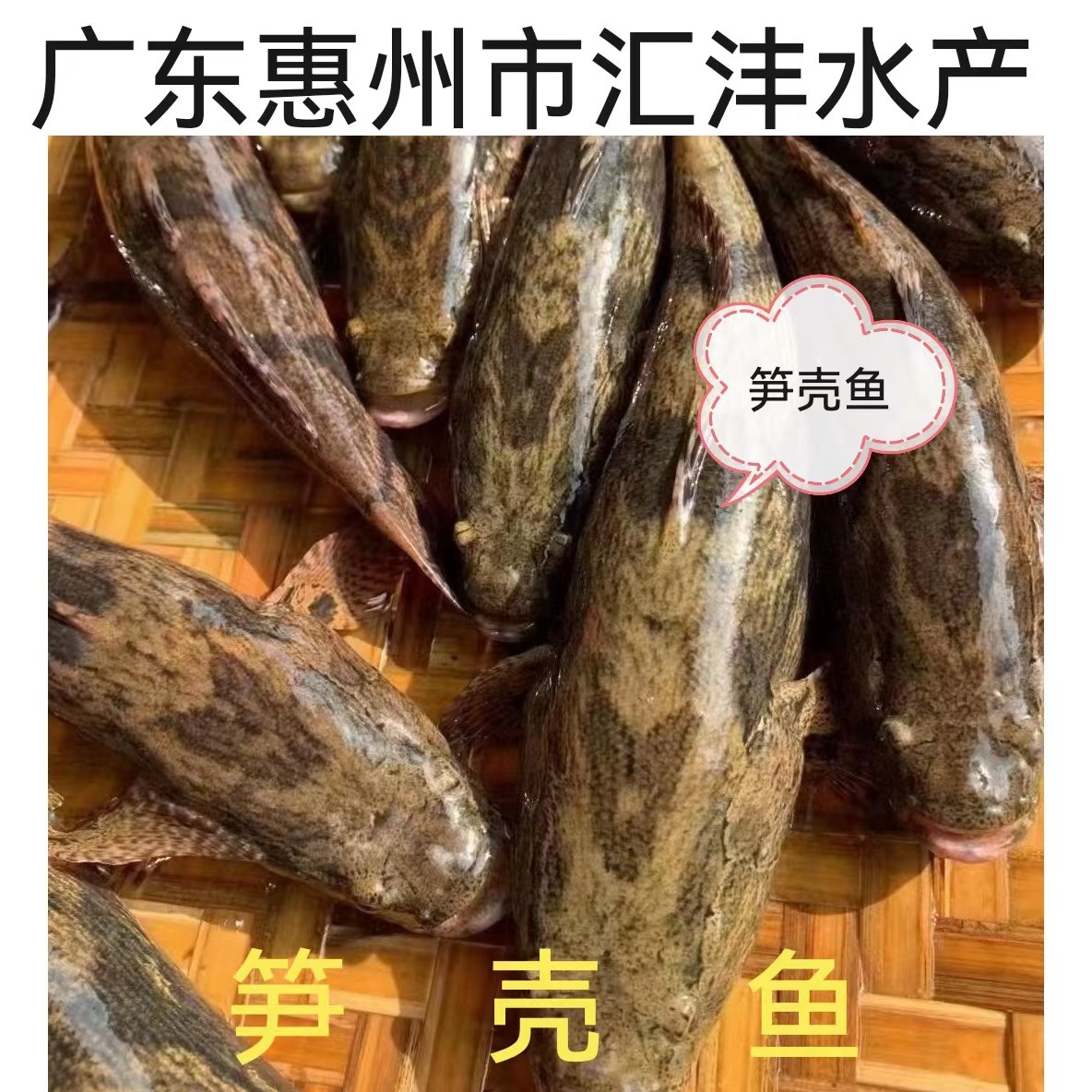 广州笋壳鱼苗，品种优良，技术支持，全国发货！