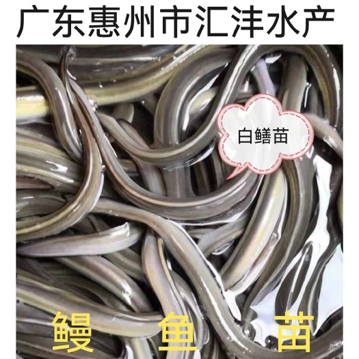 广州白鳝，鳗鱼苗，鳗鱼品种优良 技术支持！全国发货，
