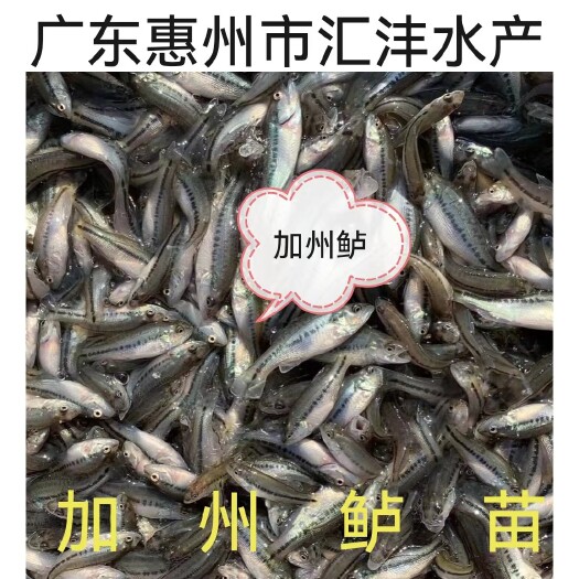 广州加州鲈鱼苗，品质优良，量大从优 ，技术支持！全国发货！