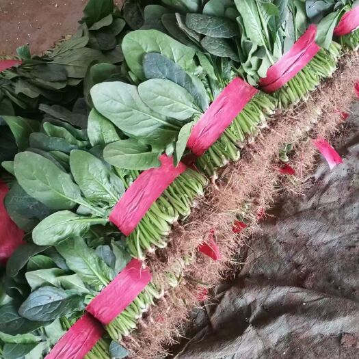 邯郸精品菠菜，颜色好，高低正好