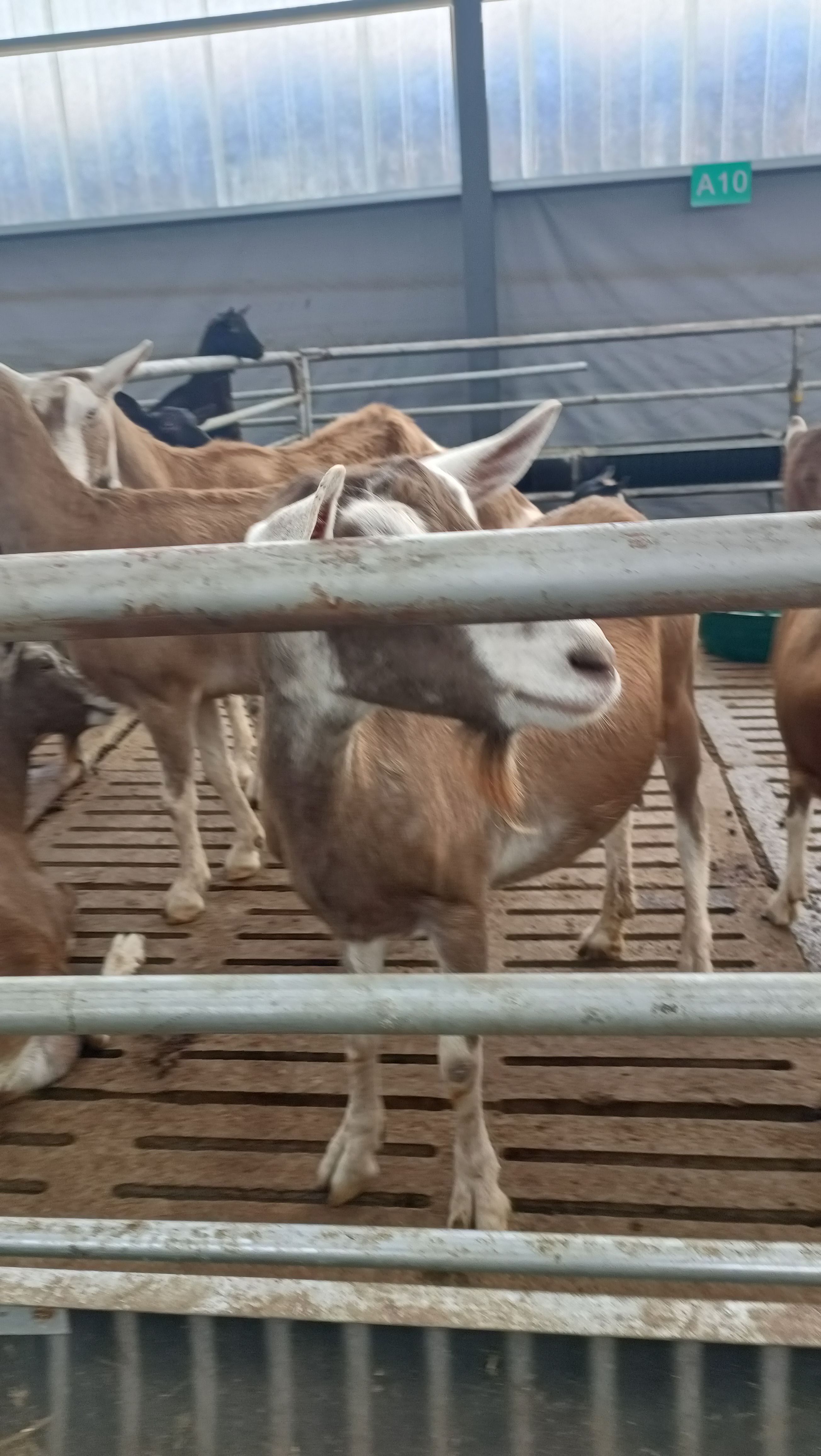 怎么样挑选小种公羊 2