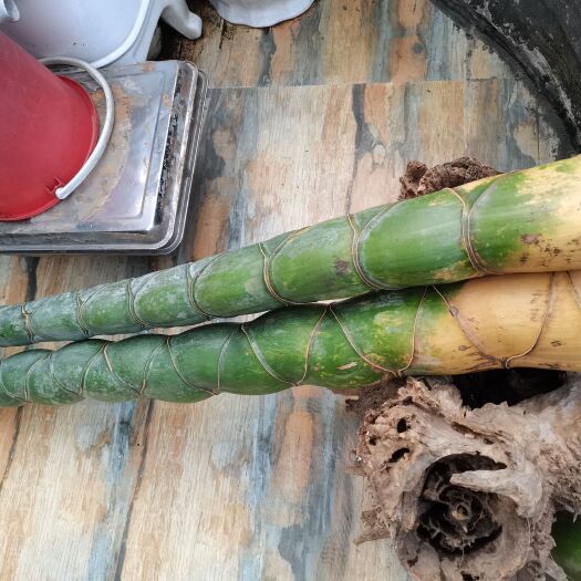 江安县大尺寸龟甲竹，龙鳞竹老料如图实物，可以做竹雕工艺品等用途。